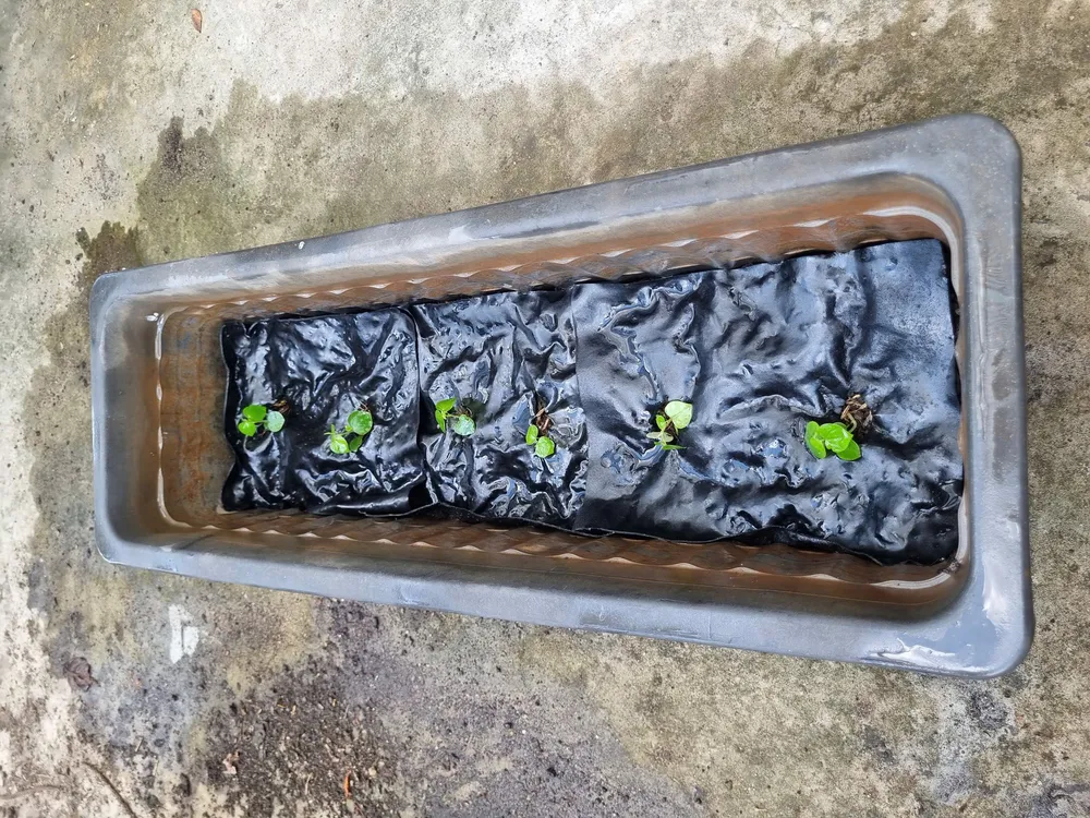 Màng phủ nông nghiệp - Sao chép.jpg