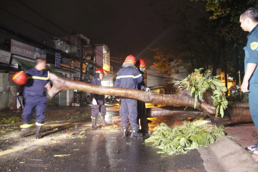 Cơn mưa lớn kèm gió mạnh làm bật gốc cây cổ thụ cao gần 20m ảnh 2