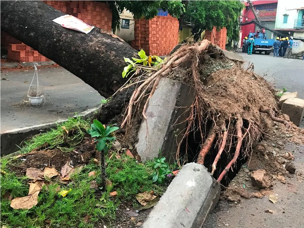 Mưa kèm gió mạnh làm cây xanh bật gốc ngã đè xe tải ảnh 5