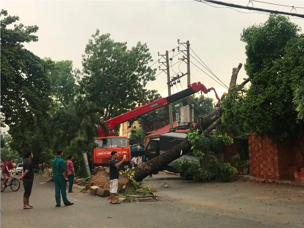 Mưa kèm gió mạnh làm cây xanh bật gốc ngã đè xe tải ảnh 7