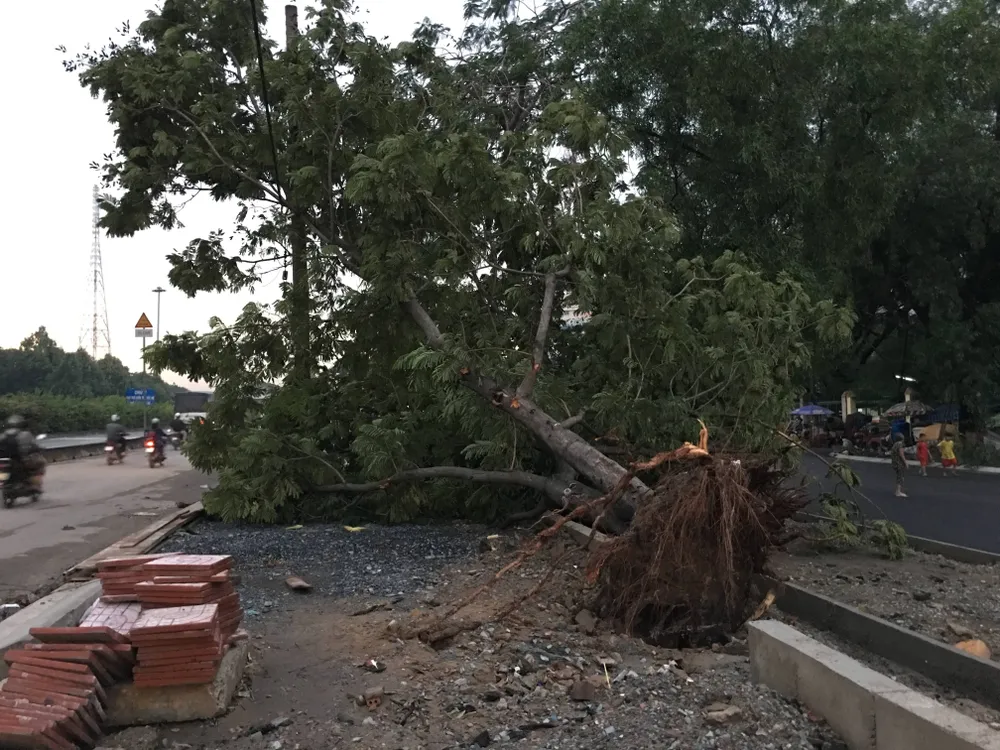 Mưa kèm gió mạnh làm cây xanh bật gốc ngã đè xe tải ảnh 1