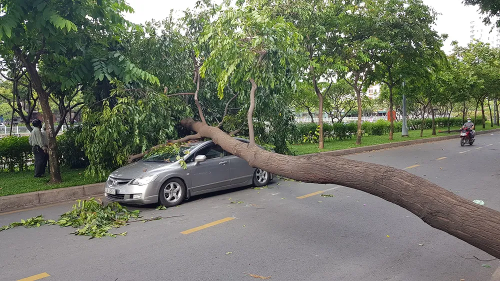 Gió lớn, cây ngã, nhà tốc mái, nhiều người bị thương ảnh 7