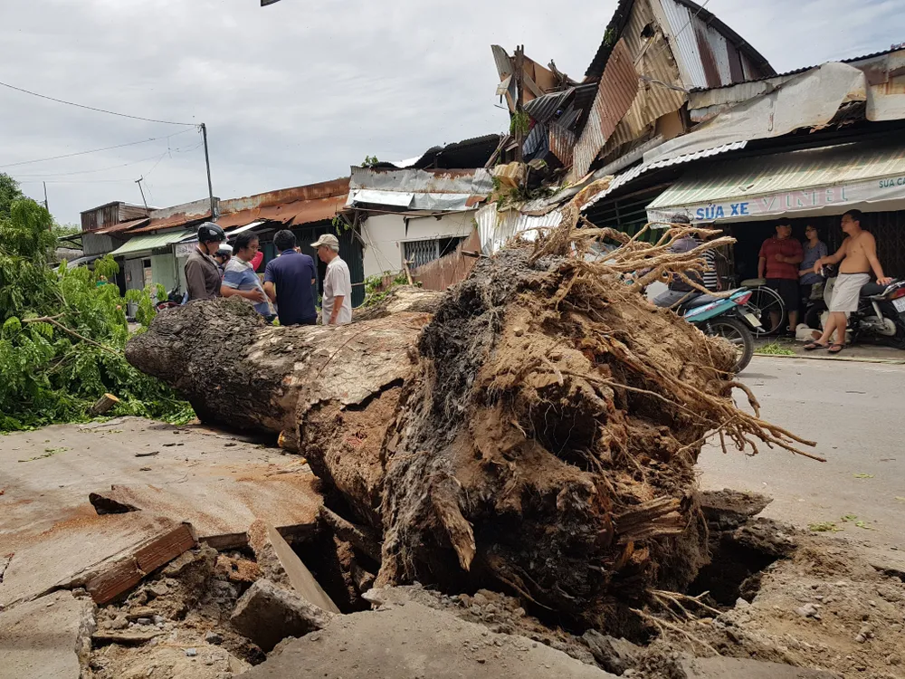 Cây cổ thụ bật gốc đè 3 căn nhà, bé gái 13 tuổi bị thương  ảnh 2