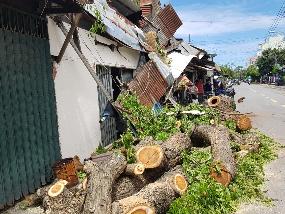 Cây cổ thụ bật gốc đè 3 căn nhà, bé gái 13 tuổi bị thương  ảnh 3