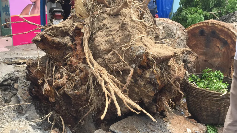 Cây cổ thụ bật gốc đè 3 căn nhà, bé gái 13 tuổi bị thương  ảnh 5