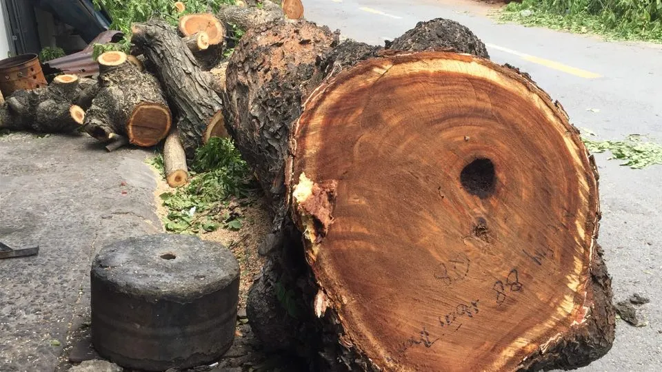 Cây cổ thụ bật gốc đè 3 căn nhà, bé gái 13 tuổi bị thương  ảnh 8