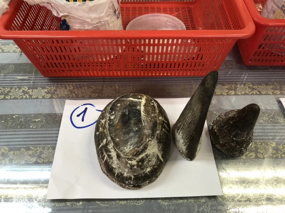 Bắt đối tượng vận chuyển trái phép 12 sừng tê giác trị giá khoảng 8 tỷ đồng ảnh 3