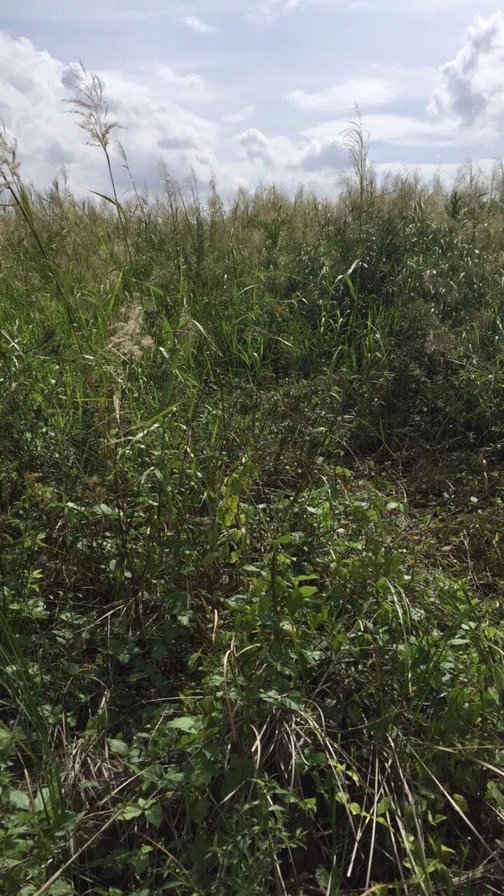 Cảnh sát cùng chó nghiệp vụ vây bắt tên cướp dùng roi điện khống chế tài xế xe ôm ảnh 2