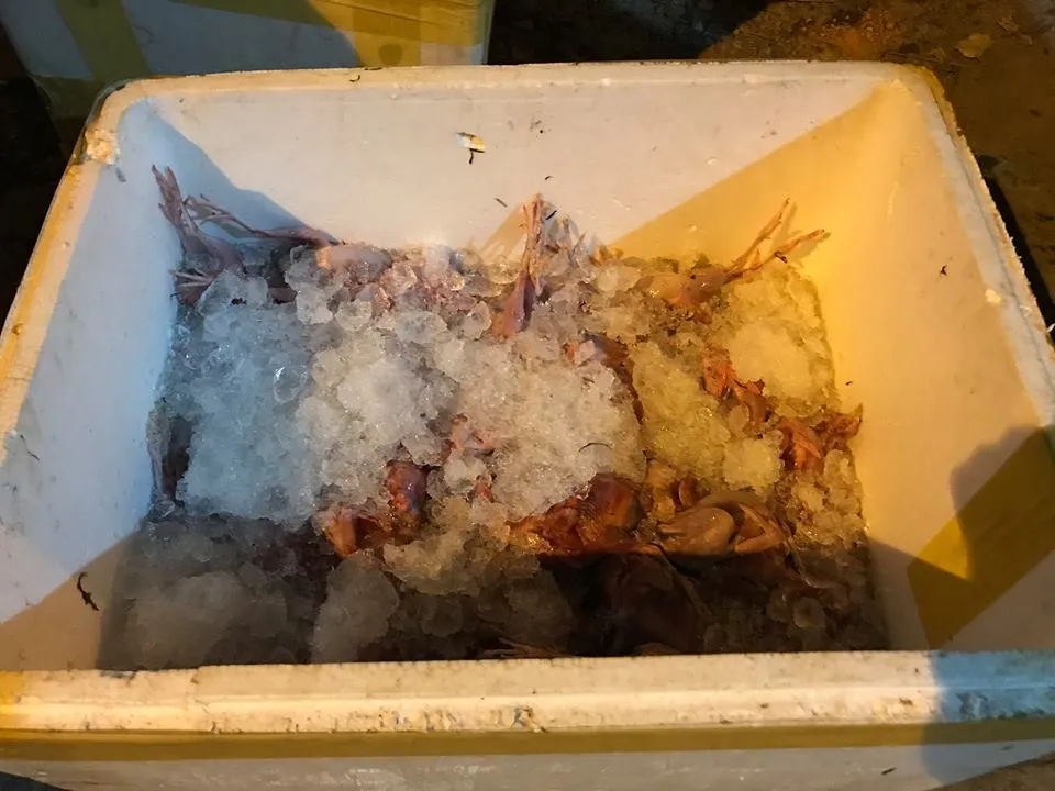 Phát hiện 3 tấn chim cút bốc mùi hôi thối không rõ nguồn gốc ảnh 5