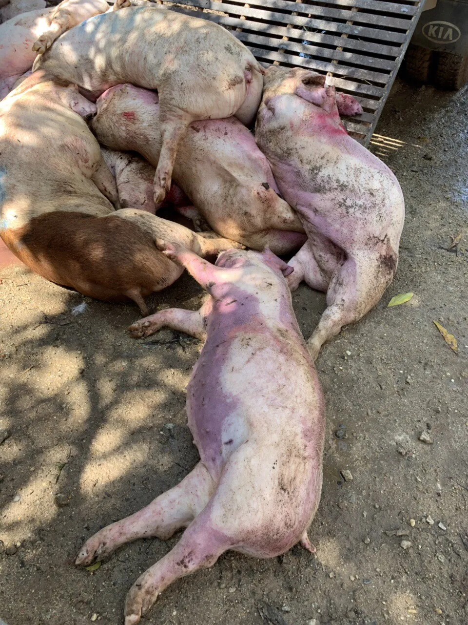  Phát hiện gần 3,5 tấn thịt heo bốc mùi nồng nặc ở cơ sở giết mổ ảnh 6