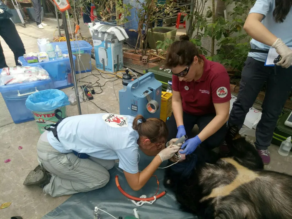 Nhân viên cứu hộ động vật kiểm tra các thông số sức khỏe của cá thể gấu