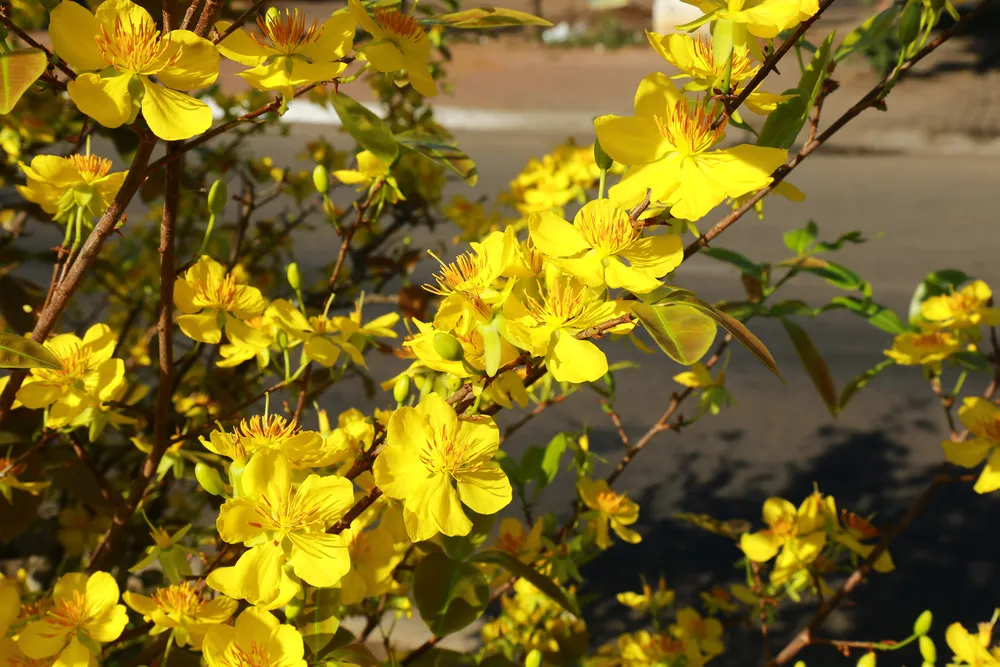 Dải phân cách mai vàng dài 5km độc nhất vô nhị ở Việt Nam ảnh 8