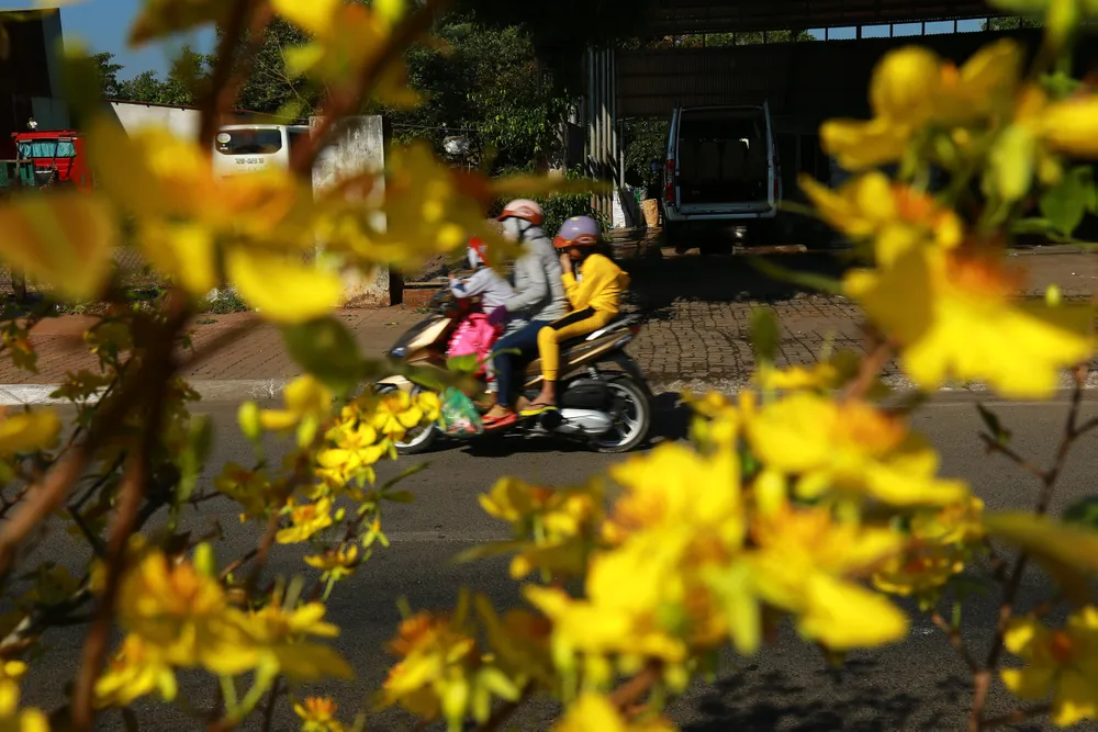 Dải phân cách mai vàng dài 5km độc nhất vô nhị ở Việt Nam ảnh 11