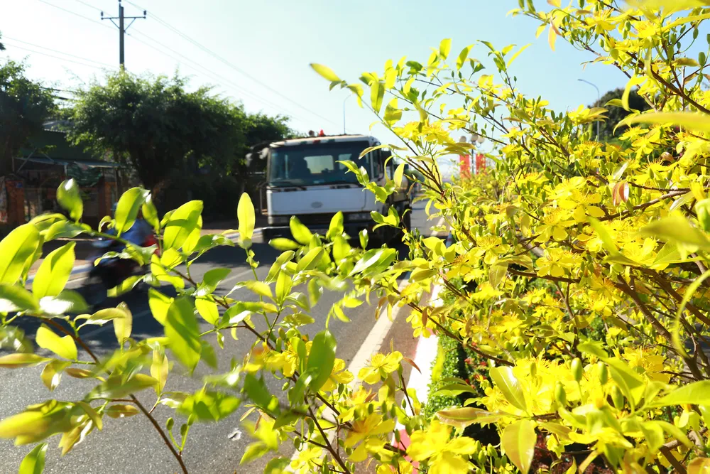 Dải phân cách mai vàng dài 5km độc nhất vô nhị ở Việt Nam ảnh 10