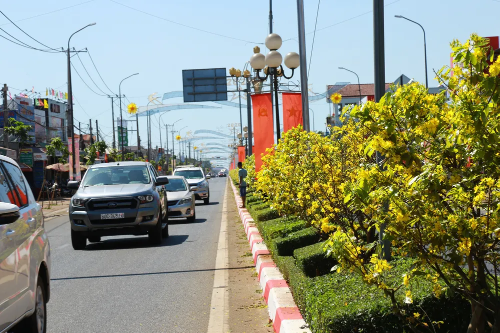 Dải phân cách mai vàng dài 5km độc nhất vô nhị ở Việt Nam ảnh 12