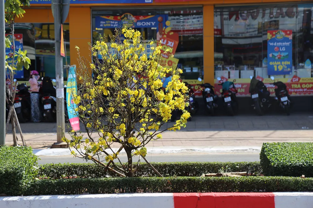 Dải phân cách mai vàng dài 5km độc nhất vô nhị ở Việt Nam ảnh 5