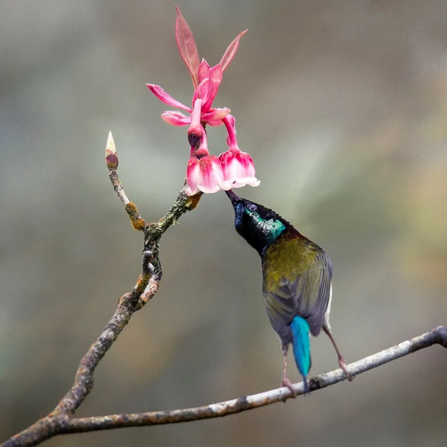 Thiên đường tulip hay điểm đến lý tưởng cho ngày Valentine và 8-3 ảnh 4