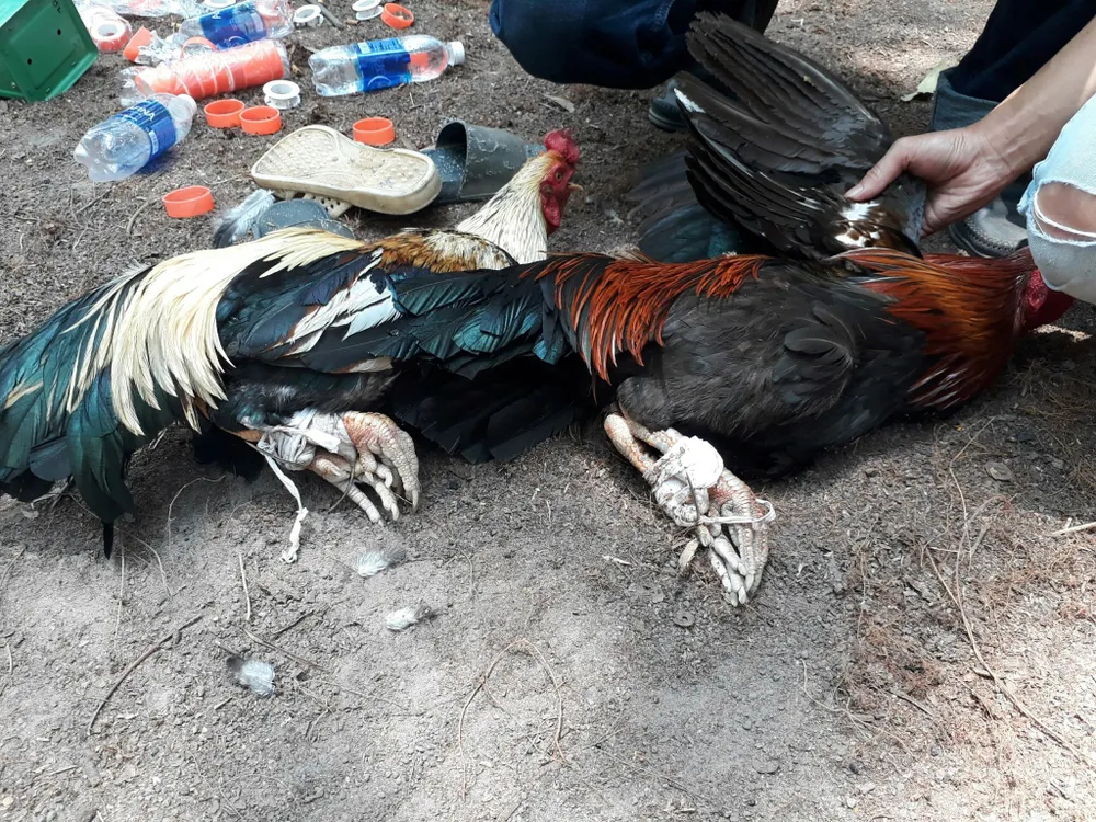 Liên tiếp triệt phá sòng bạc, trường gà trong rừng tràm và vườn điều ở tỉnh Đồng Nai ảnh 2