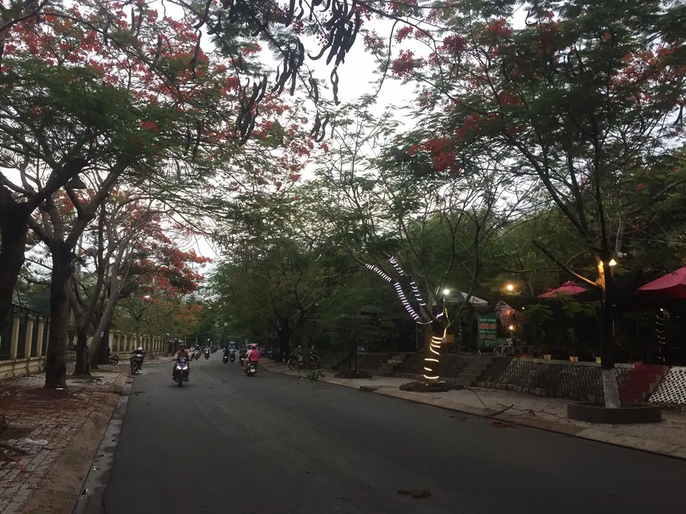 Cây phượng bật gốc đè xe tải ở quận 9 ảnh 1