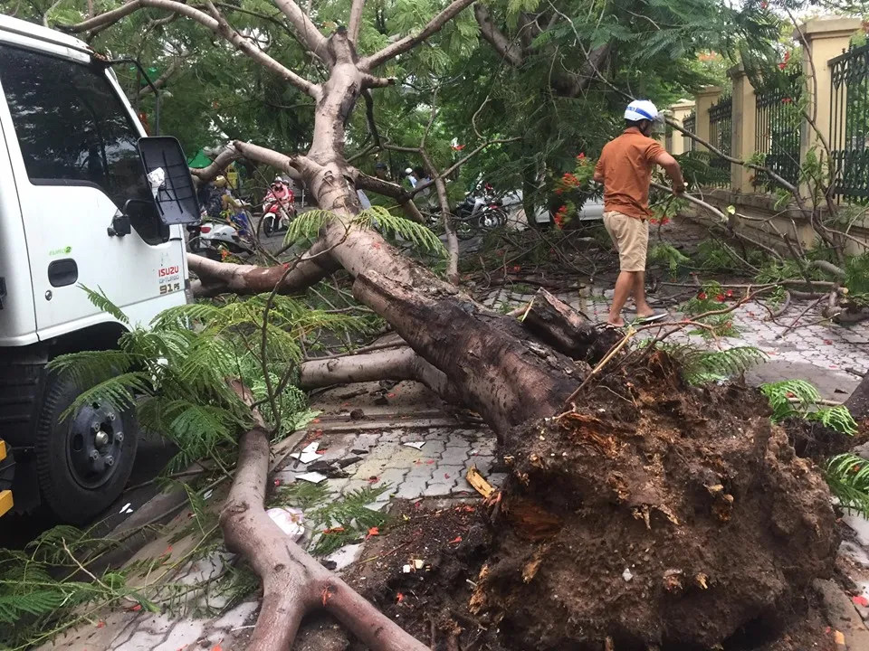 Cây phượng bật gốc đè xe tải ở quận 9 ảnh 5