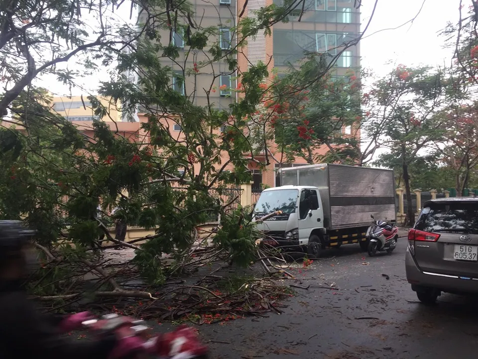 Cây phượng bật gốc đè xe tải ở quận 9 ảnh 6