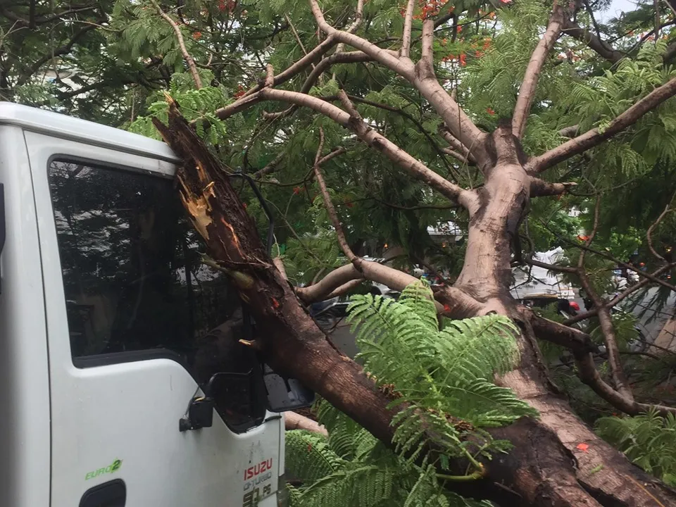 Cây phượng bật gốc đè xe tải ở quận 9 ảnh 3