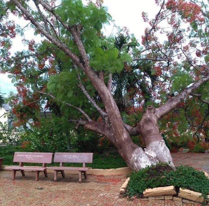 Cây phượng lại bật gốc khiến 3 học sinh bị thương nhẹ ảnh 3