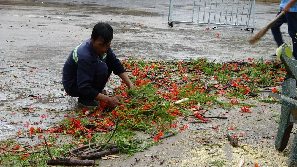 Cây phượng lại bật gốc khiến 3 học sinh bị thương nhẹ ảnh 2