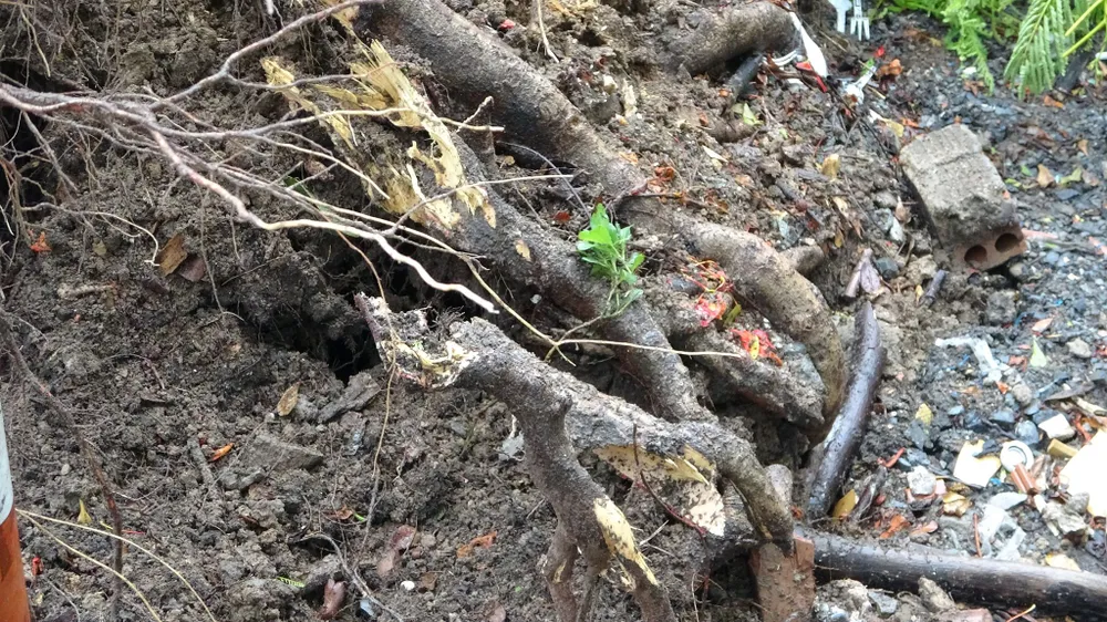 Cây phượng lại bật gốc khiến 3 học sinh bị thương nhẹ ảnh 1