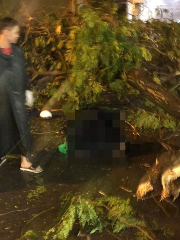 Thông tin mới nhất vụ cây xanh tét nhánh đè chết người ở quận 10 ảnh 1