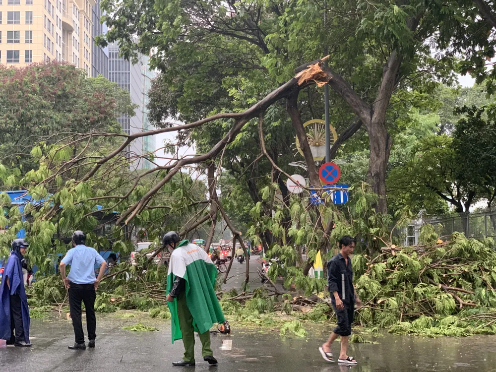 Cây xanh tét nhánh đè chết người ở quận 10 trong cơn mưa ảnh 2