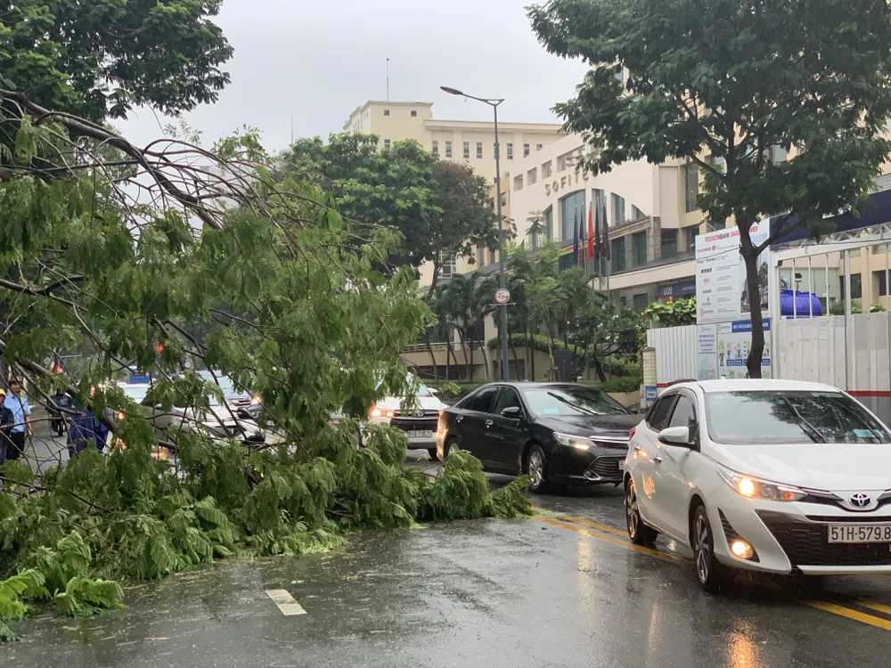 Cây xanh tét nhánh đè chết người ở quận 10 trong cơn mưa ảnh 3