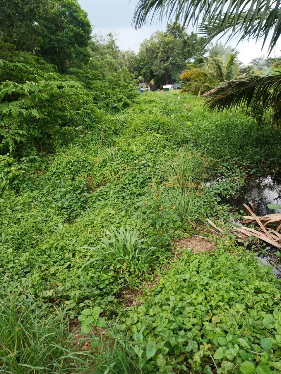 Phá trường gà của Khánh “già” ở quận Bình Thạnh ảnh 3