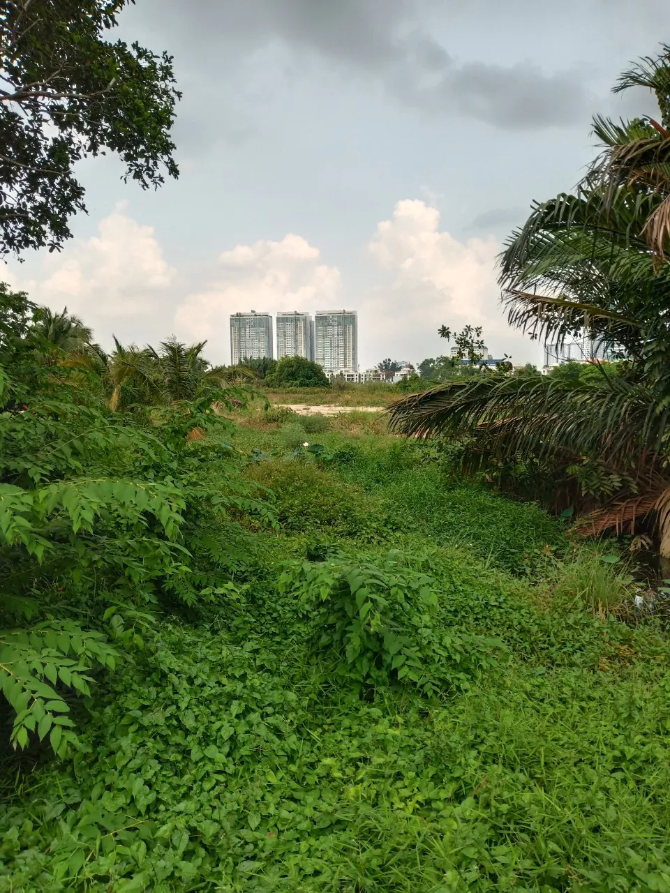 Phá trường gà của Khánh “già” ở quận Bình Thạnh ảnh 4