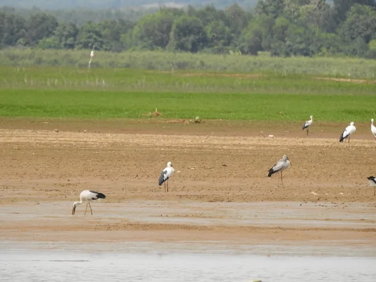 Hàng trăm con chim giang sen quý hiếm xuất hiện ở Khu bảo tồn Thiên nhiên Văn hóa Đồng Nai  ảnh 2