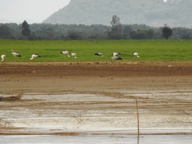 Hàng trăm con chim giang sen quý hiếm xuất hiện ở Khu bảo tồn Thiên nhiên Văn hóa Đồng Nai  ảnh 1
