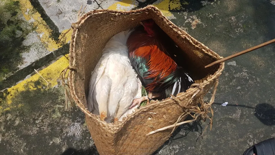 Phá trường gà ở quận Bình Tân, tạm giữ 39 đối tượng ảnh 1