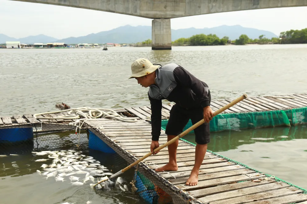 Cá lồng bè của 30 hộ nuôi chết hàng loạt, thiệt hại hơn 10 tỷ đồng ảnh 5
