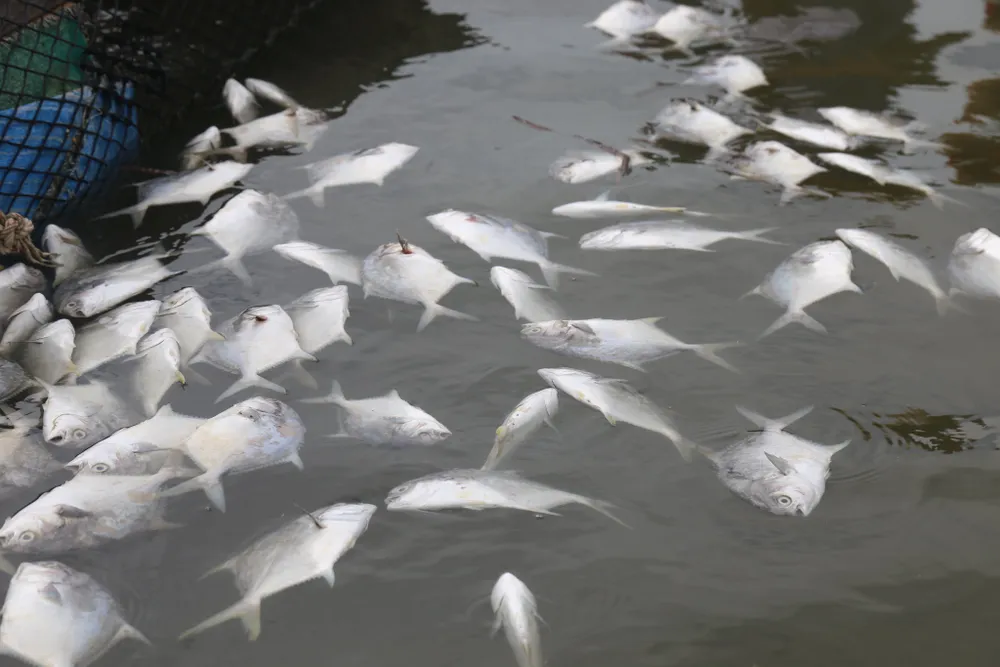 Cá lồng bè của 30 hộ nuôi chết hàng loạt, thiệt hại hơn 10 tỷ đồng ảnh 2