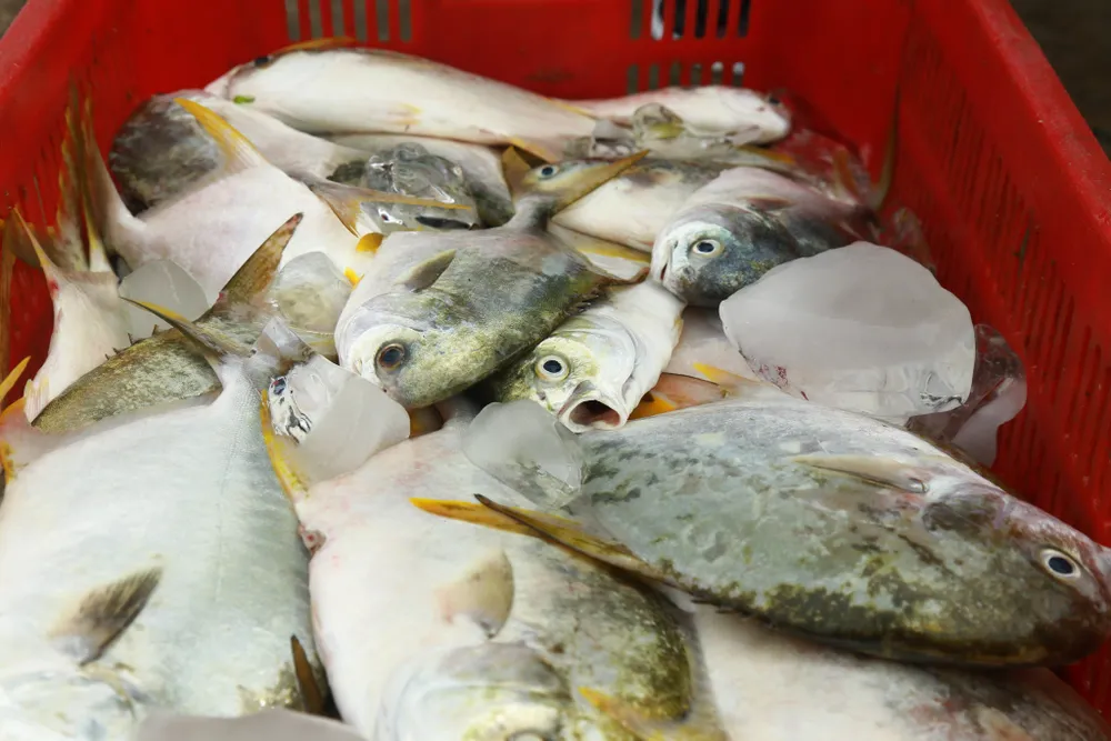 Cá lồng bè của 30 hộ nuôi chết hàng loạt, thiệt hại hơn 10 tỷ đồng ảnh 1