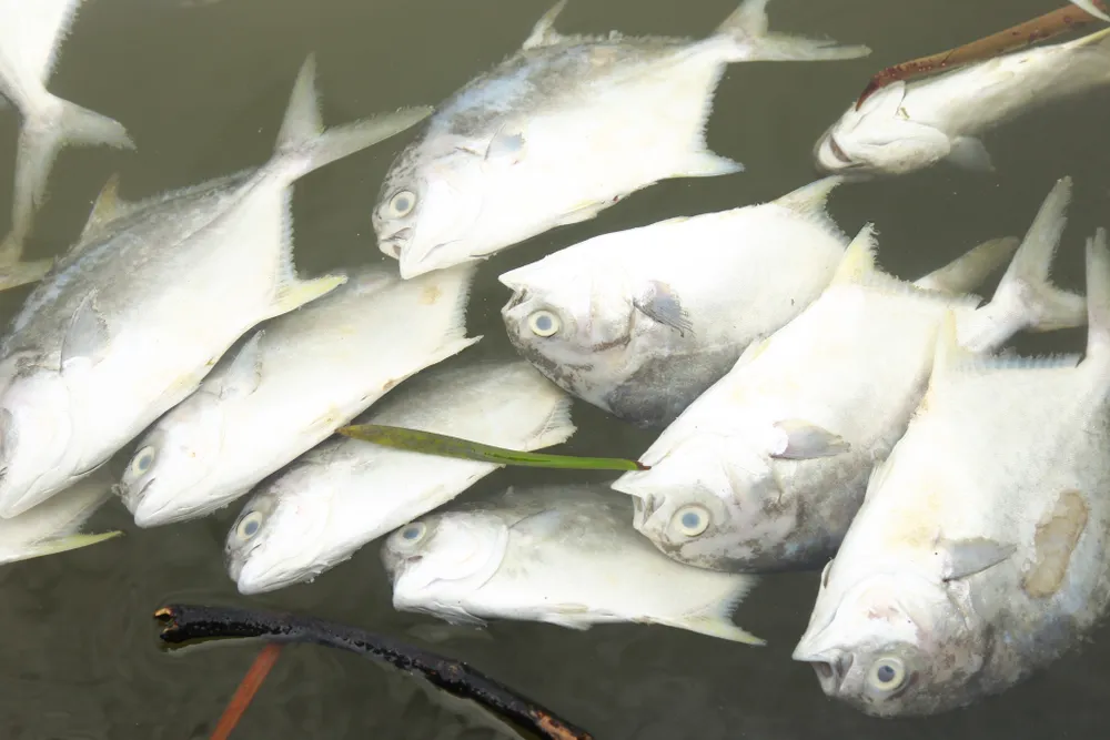 Cá lồng bè của 30 hộ nuôi chết hàng loạt, thiệt hại hơn 10 tỷ đồng ảnh 3