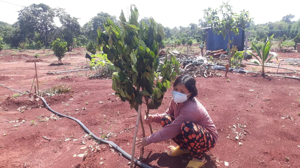 Vụ 500 cây ăn quả bị chặt phá ngang gốc: Huyện Xuyên Mộc có văn bản yêu cầu công an huyện vào cuộc ảnh 4