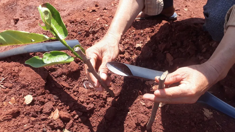 Vụ 500 cây ăn quả bị chặt phá ngang gốc: Huyện Xuyên Mộc có văn bản yêu cầu công an huyện vào cuộc ảnh 6