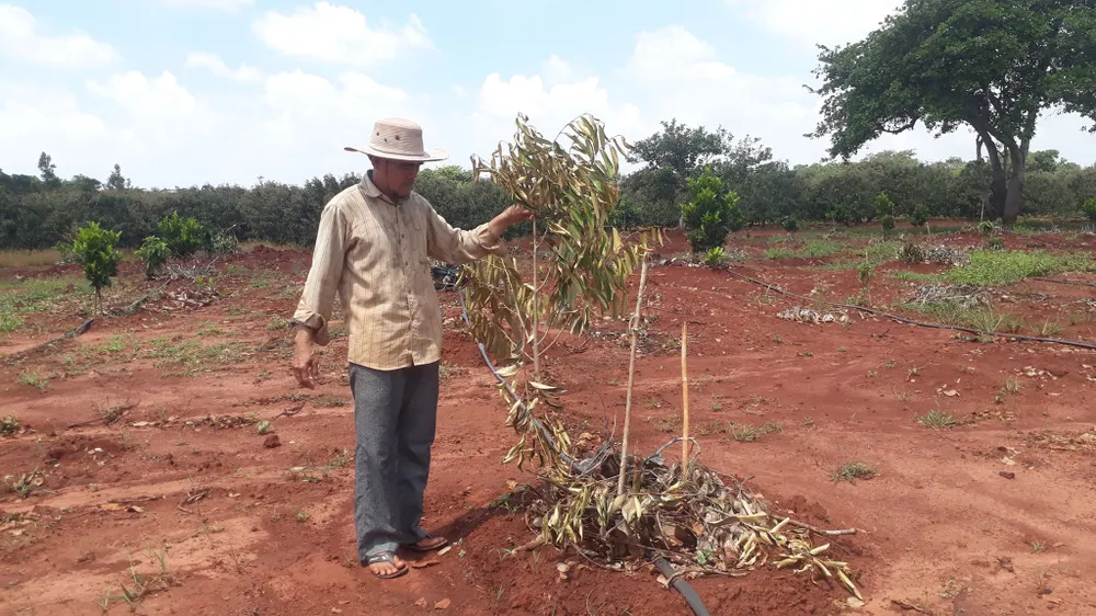 Vợ chồng nông dân khóc tức tưởi vì 500 cây ăn quả bị chặt phá ngang gốc ảnh 1