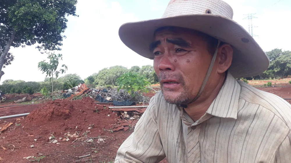 Vợ chồng nông dân khóc tức tưởi vì 500 cây ăn quả bị chặt phá ngang gốc ảnh 3