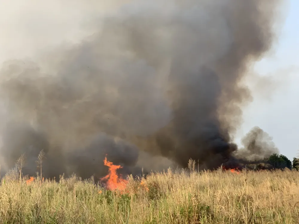 PCCC TPHCM nhận được 13 tin báo cháy cỏ trong 1 ngày ảnh 1