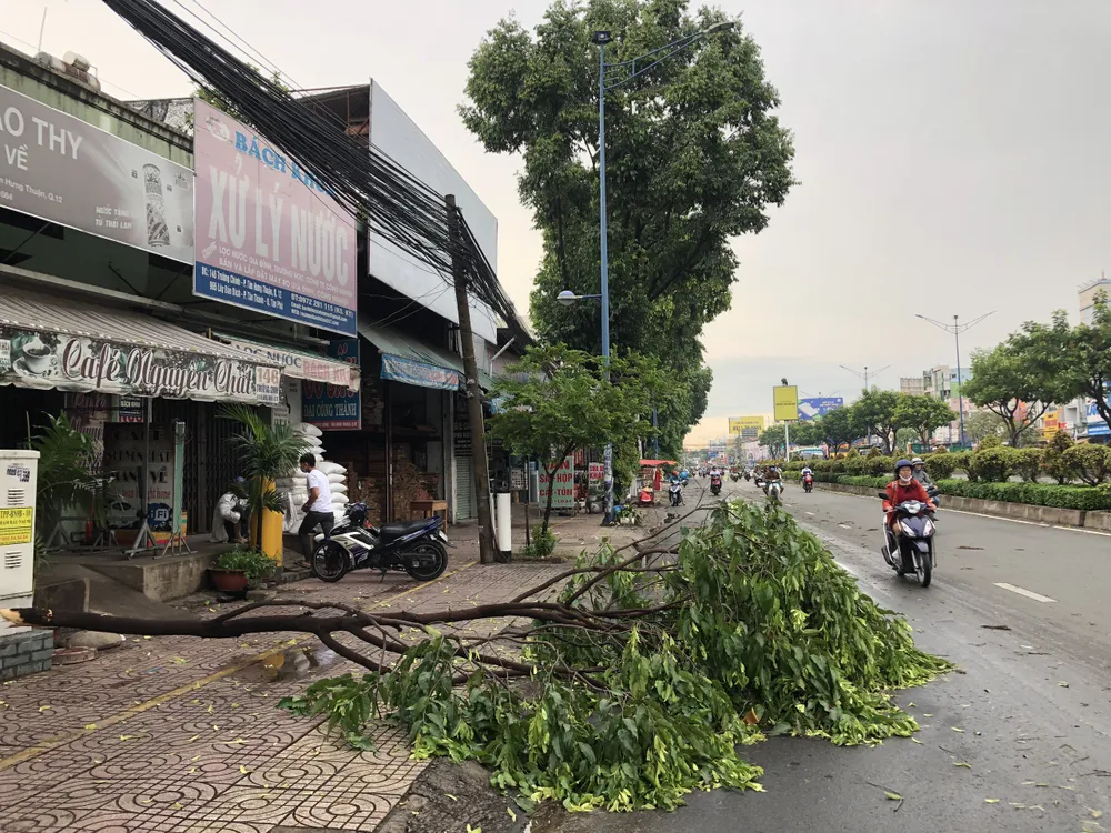 TPHCM mưa lớn, nhiều cây xanh bật gốc ảnh 1