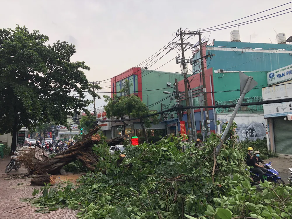 TPHCM mưa lớn, nhiều cây xanh bật gốc ảnh 2