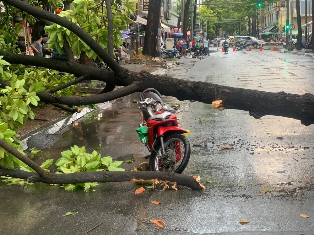 TPHCM mưa lớn, nhiều cây xanh bật gốc ảnh 4