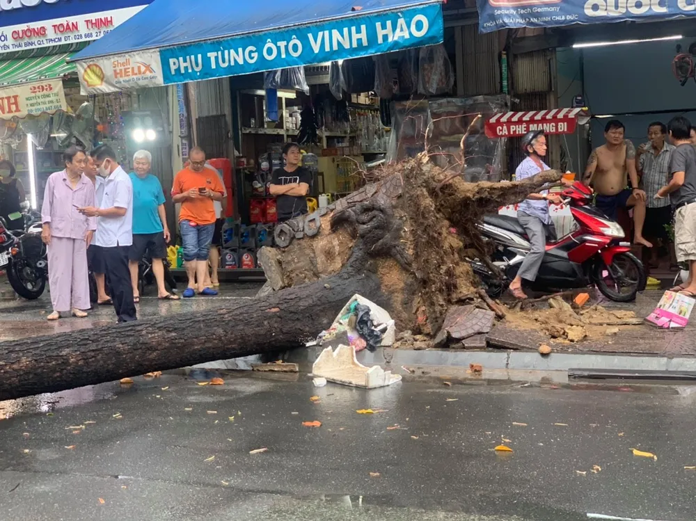 TPHCM mưa lớn, nhiều cây xanh bật gốc ảnh 5
